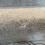 Carpet repair main image